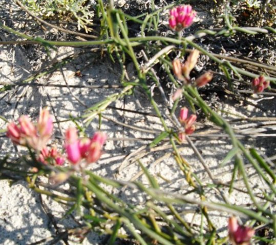 Microloma sagittatum