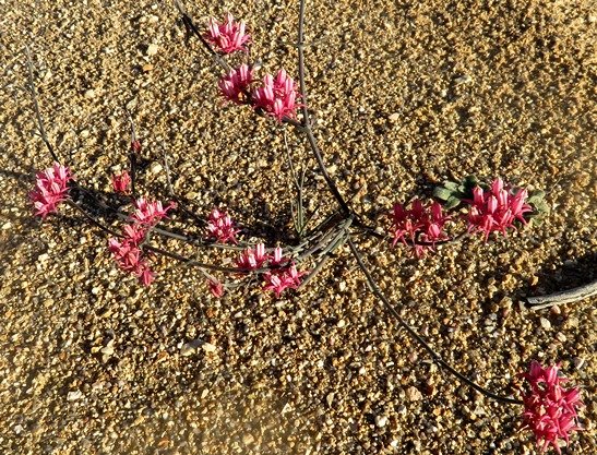 Microloma sagittatum living alone