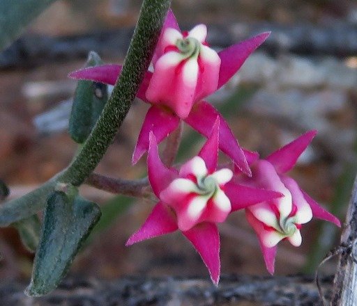 Microloma sagittatum twisted corolla tips