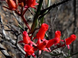 Microloma namaquense