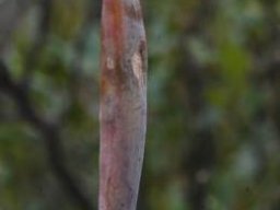 Microloma sagittatum fruit