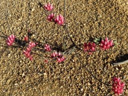 Microloma sagittatum living alone