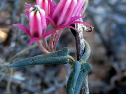 Microloma sagittatum leaves