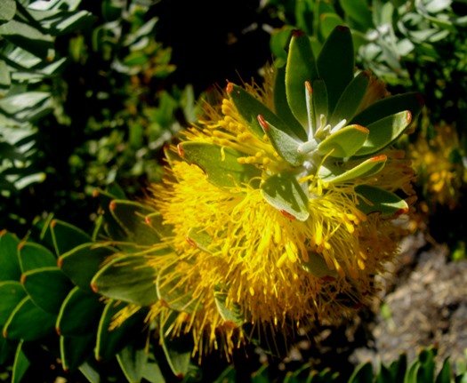 Mimetes chrysanthus flowers