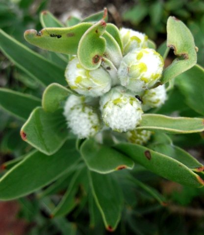 Mimetes chrysanthus woolly beginnings