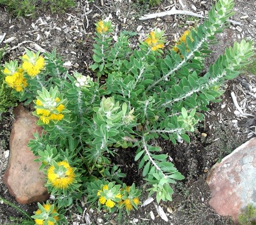 Mimetes chrysanthus young shrub