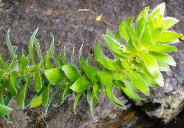 Mimetes hirtus
