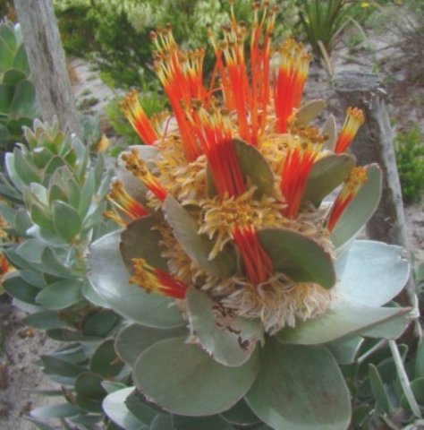 Mimetes hottentoticus