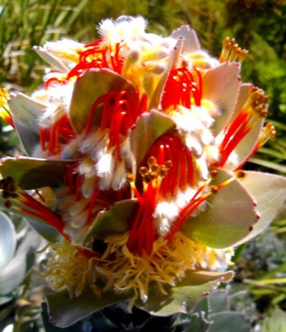 Mimetes hottentoticus flowers open and closed