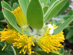 Mimetes chrysanthus styles breaking free