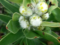 Mimetes chrysanthus woolly beginnings