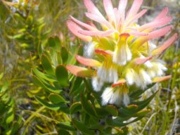 Mimetes cucullatus spreading floral leaves
