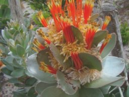 Mimetes hottentoticus