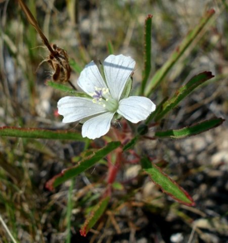 Monsonia burkeana