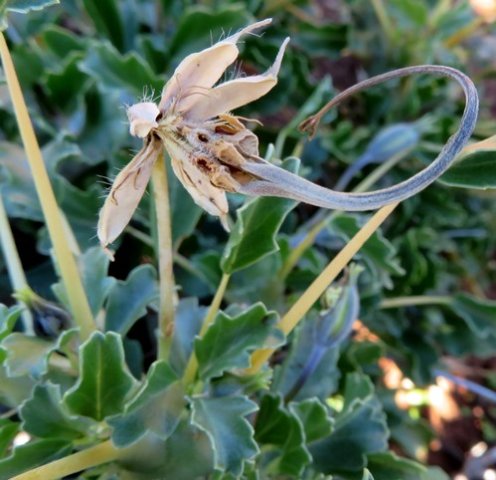 Monsonia crassicaulis curved fruit