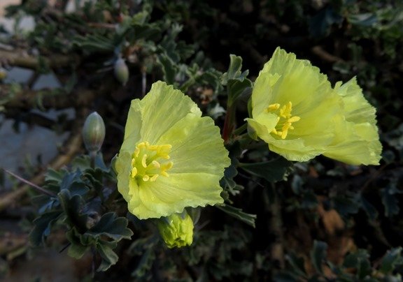 Monsonia flavescens flowers