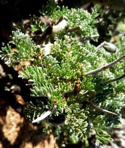 Monsonia herrei leaves