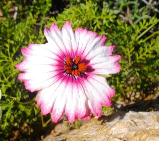 Monsonia speciosa