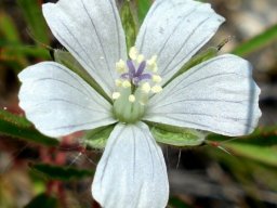 Monsonia burkeana flower