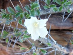 Monsonia crassicaulis, the boesmankers