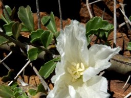 Monsonia crassicaulis bisexual flower