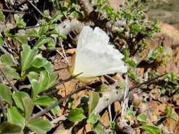 Monsonia crassicaulis flower in profile