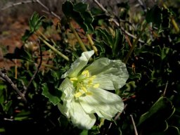 Monsonia 