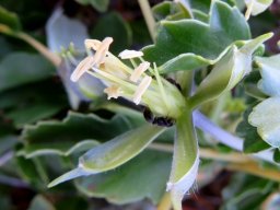 Monsonia crassicaulis sepals but no petals