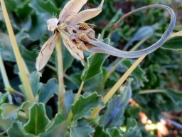 Monsonia crassicaulis curved fruit