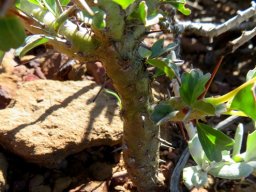 Monsonia crassicaulis stem of a young plant