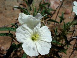 Monsonia glauca