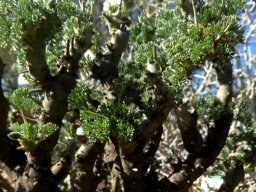 Monsonia herrei
