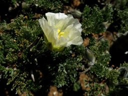 Monsonia herrei flower