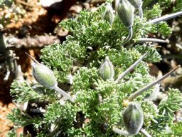 Monsonia herrei buds