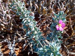 Monsonia lavrani