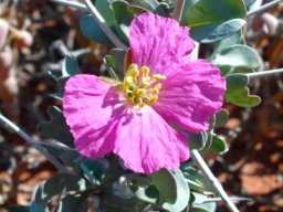Monsonia lavrani flower, one petal missing