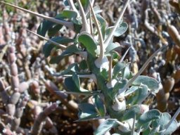 Monsonia lavrani leaves and spines
