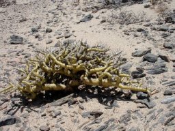 Monsonia patersonii yellow desert apparition
