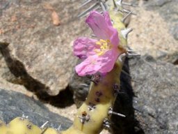 Monsonia patersonii flowers and spines
