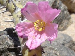 Monsonia patersonii flower, no leaves