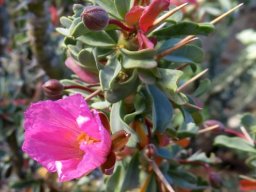 Monsonia patersonii flower