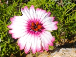 Monsonia speciosa