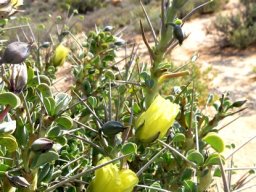 Monsonia spinosa