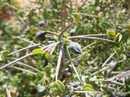 Monsonia spinosa spine beginnings