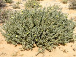 Monsonia spinosa spreading bush