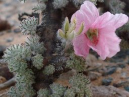 Monsonia multifida