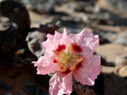 Monsonia multifida flower
