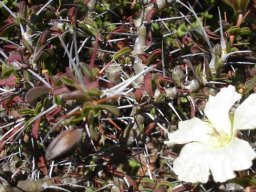 Monsonia camdeboense