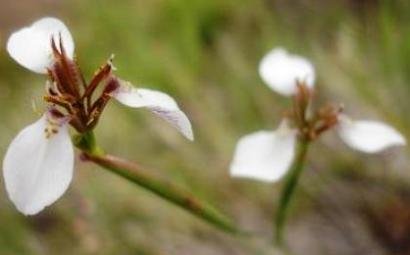 Moraea brevistyla