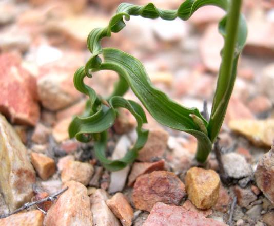 Moraea gawleri leaves
